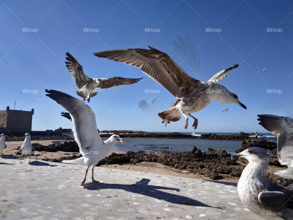 Beautiful seagulls flying cross the sky at essaouira city in Morocco.