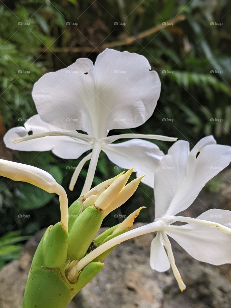 Hedychium coronarium (White Ginger Lily)
