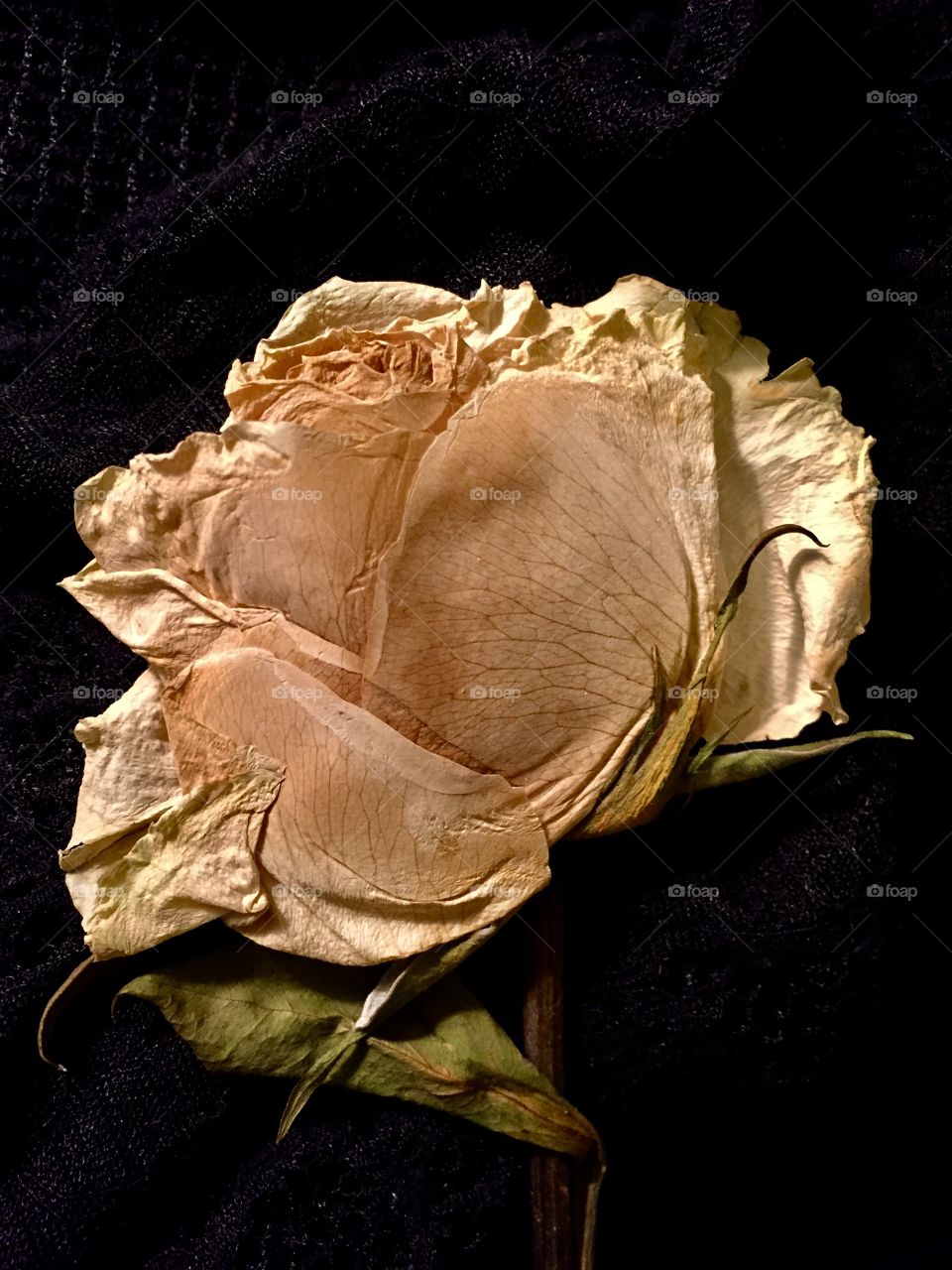 Pressed yellow memorial rose.