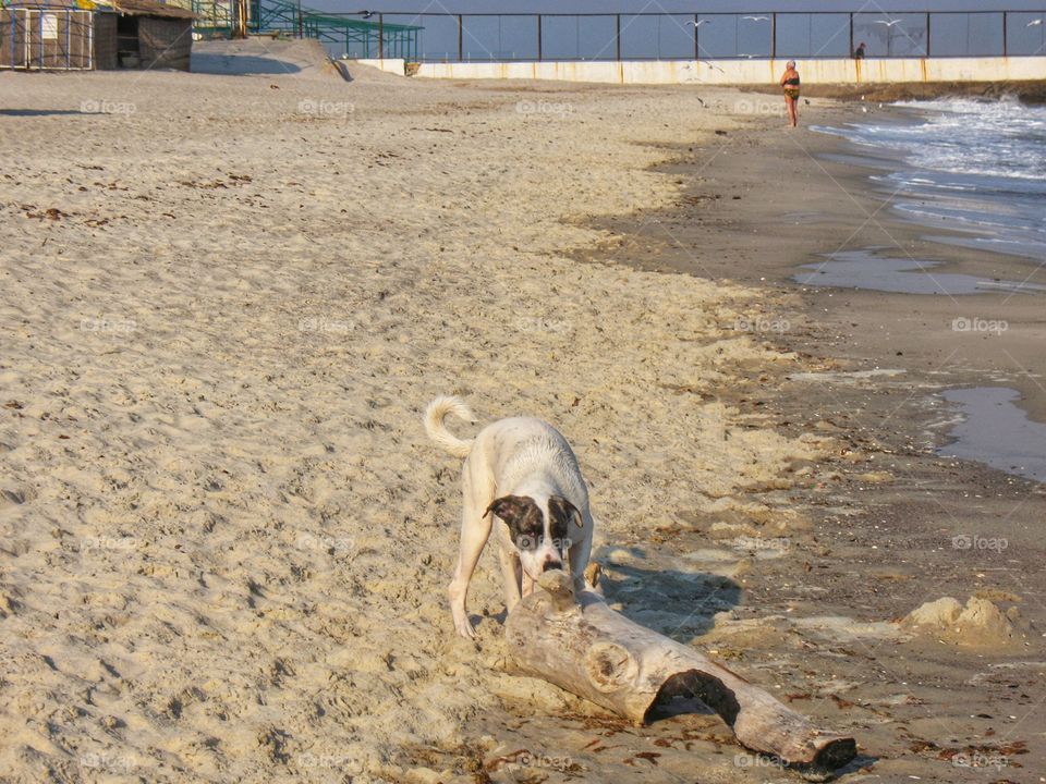 dog and log on the beach собака и бревно на пляже