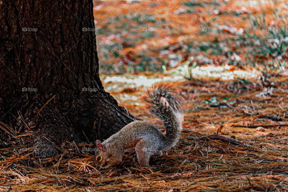squirrel by a tree
