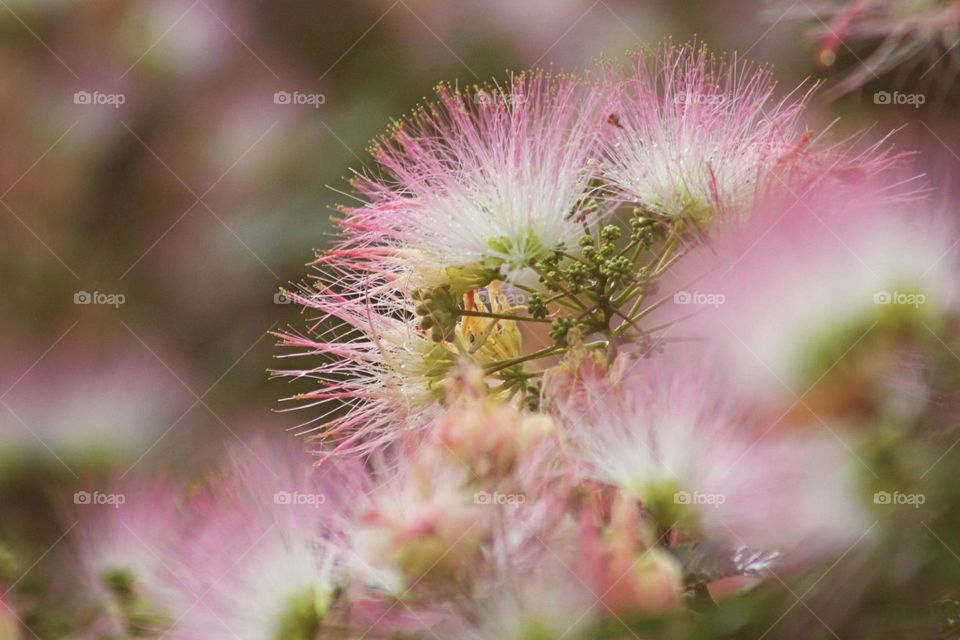 Soft pink white green blooming vines flowers