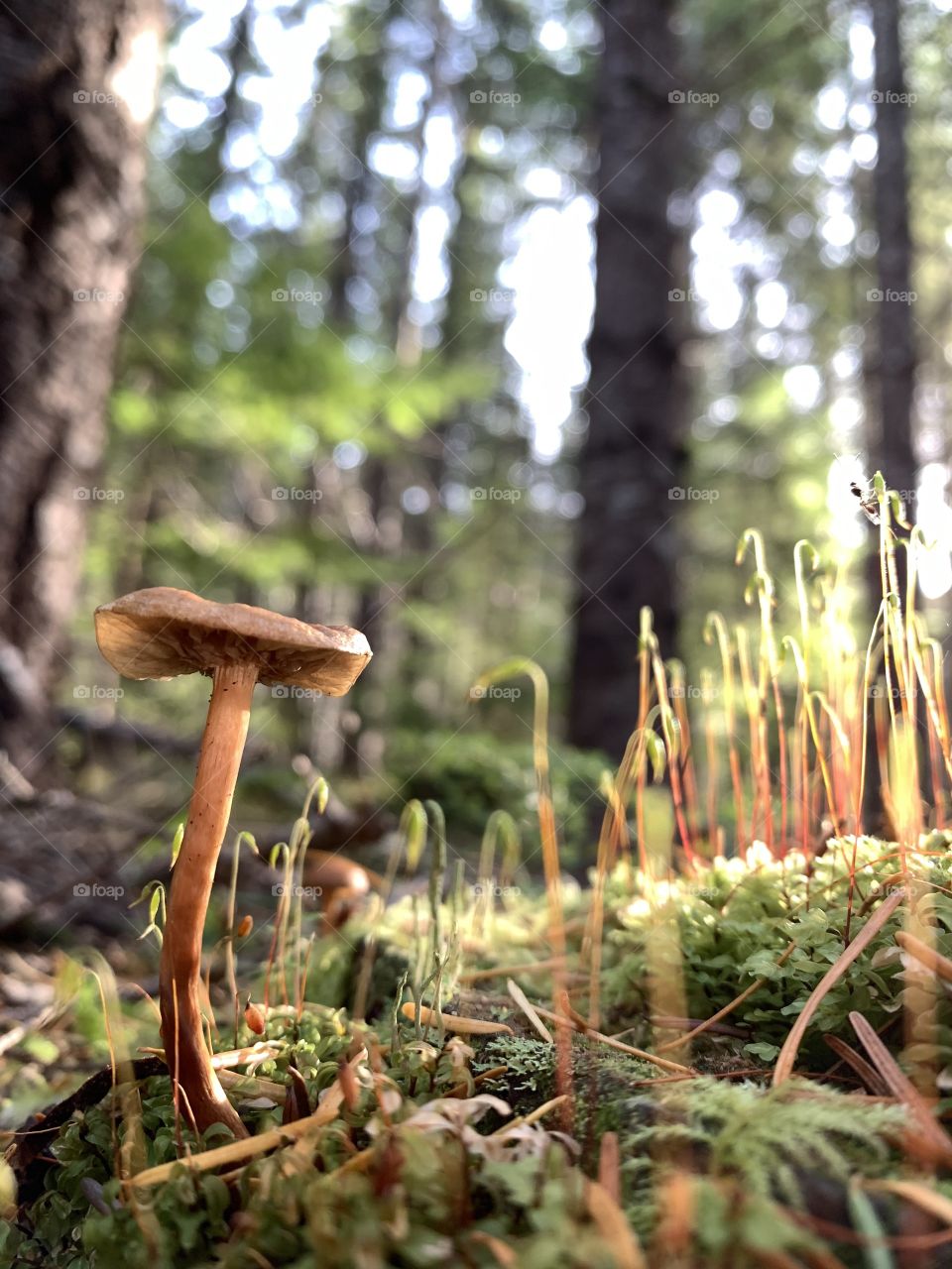 Mushroom & moss forest