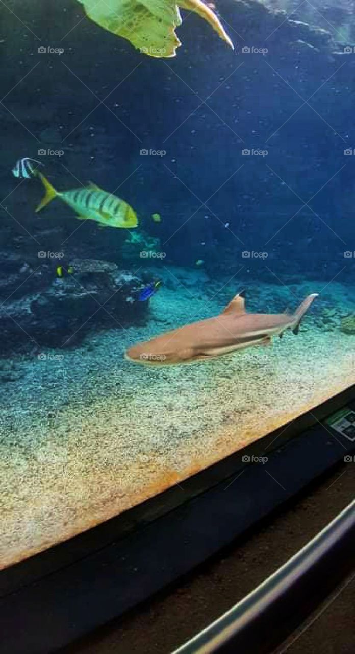 Little shark in aquarium