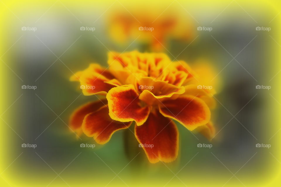 Beautiful, bright marigold flower