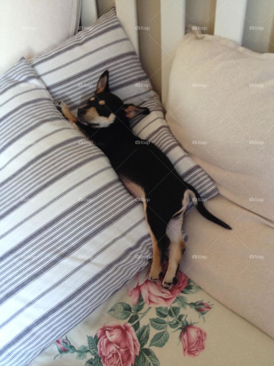 Sweet Dreams are made of these