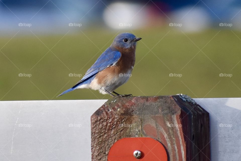 Jersey Blue Bird