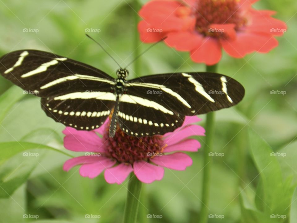 Butterfly, Insect, Nature, Wing, Summer