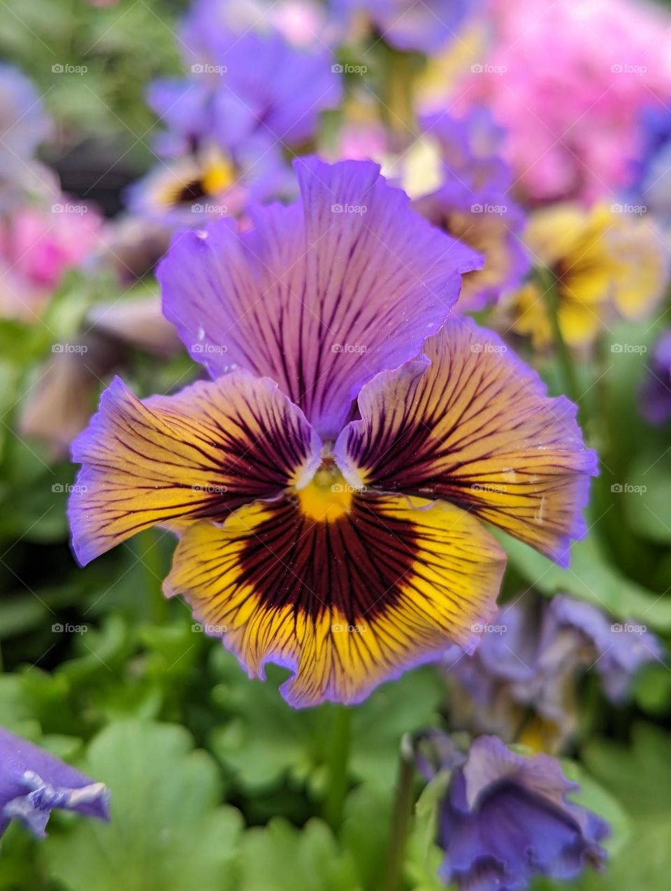 spring pansy