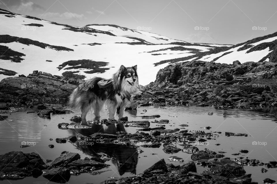 Dog in mountains