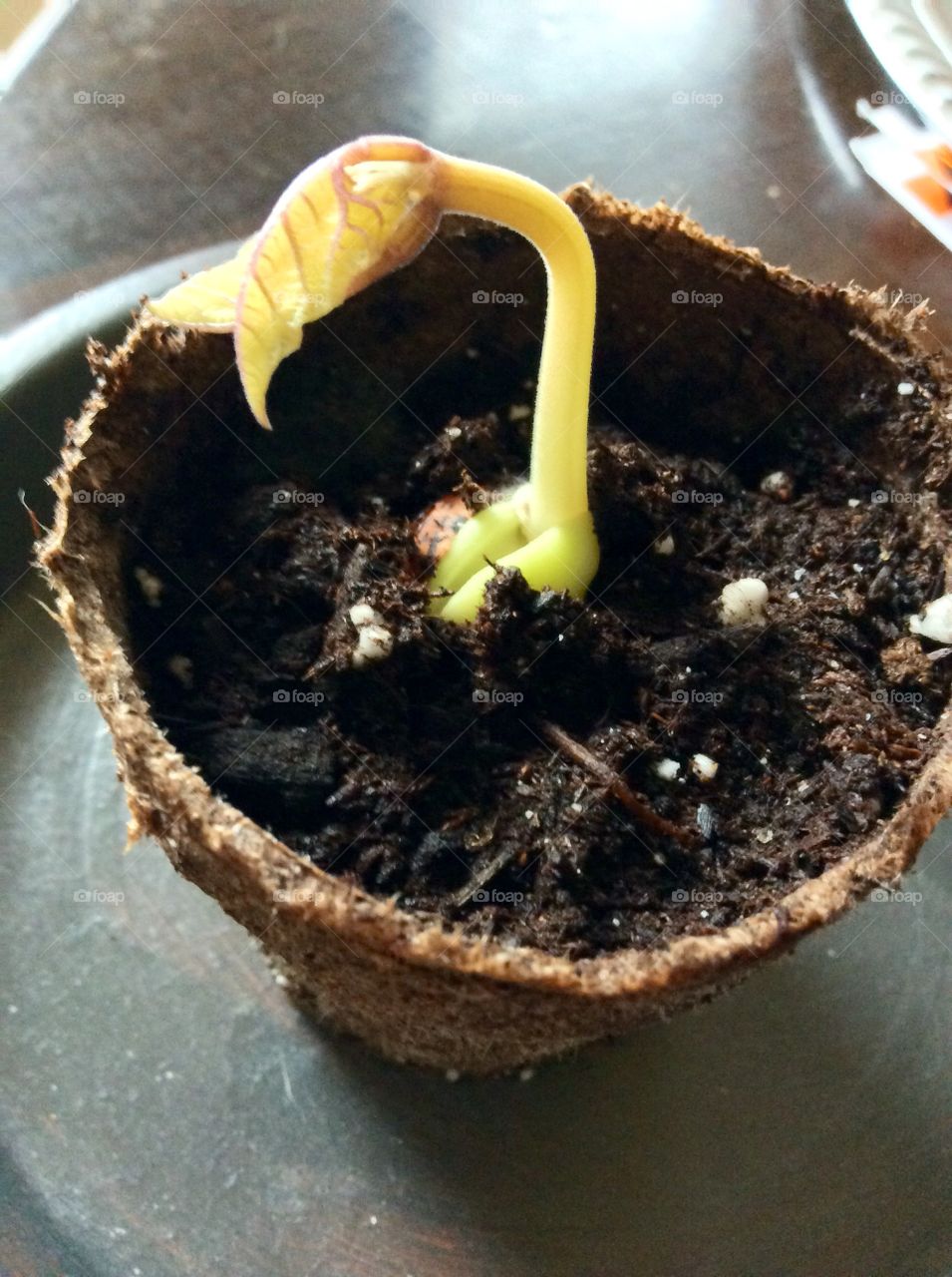 Baby Scarlet Runner Bean