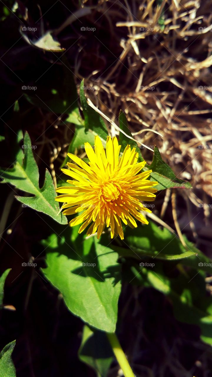 Wild Flower