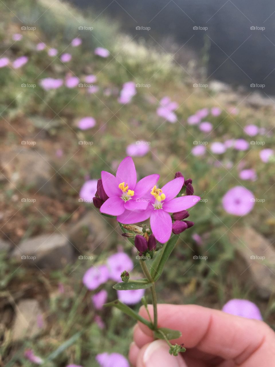 Wild flowers from meadow 