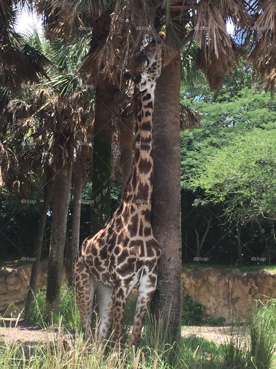 Giraffe eating leaves 