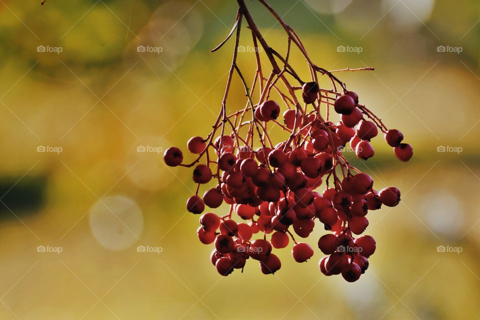 Close-up of red berry