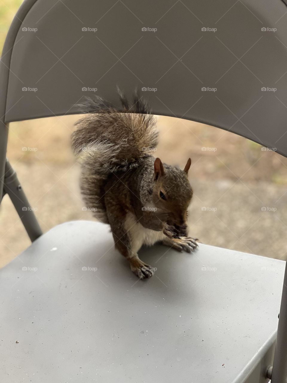 Squirrel perched on a chair