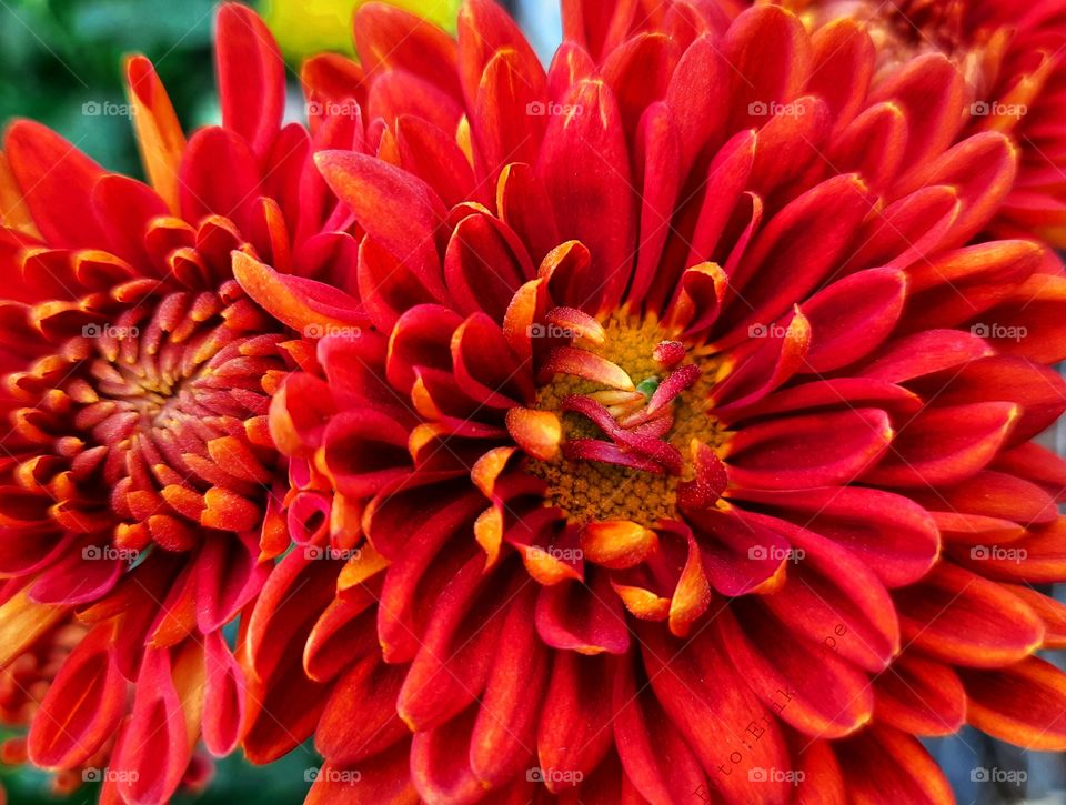 Red flower,flower,nature,reflection,landscape,botany,spring,plant,blossom,floral,garden,summer,red