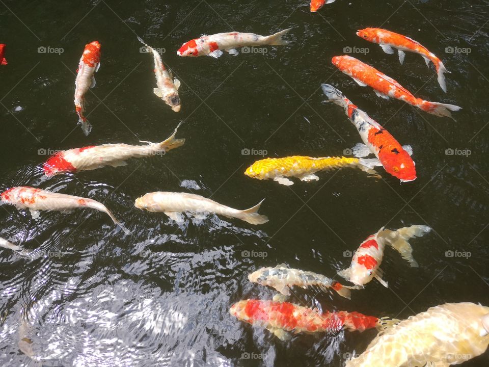 Fancy​ carp​ koi fish​