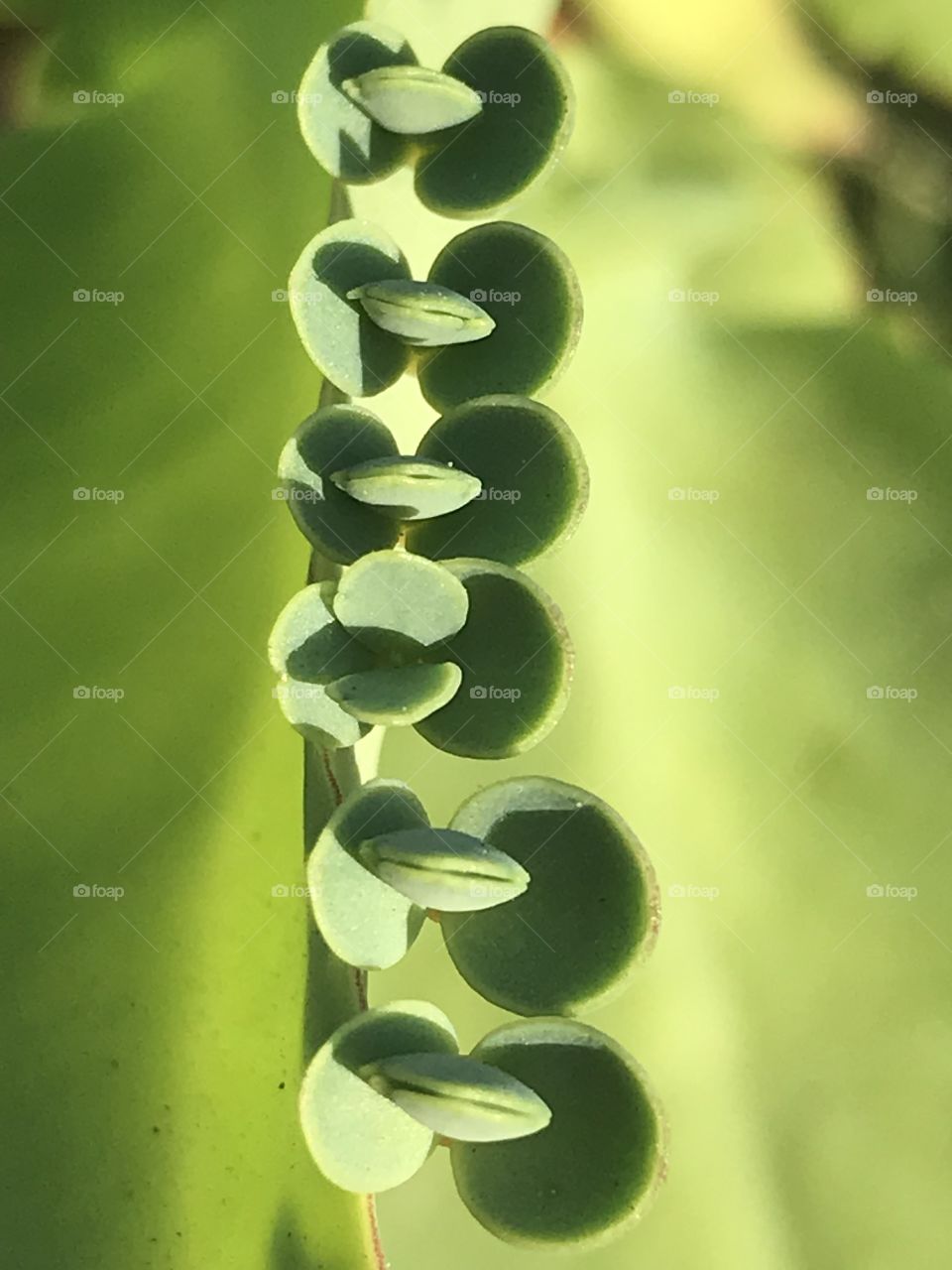 Close up succulent 