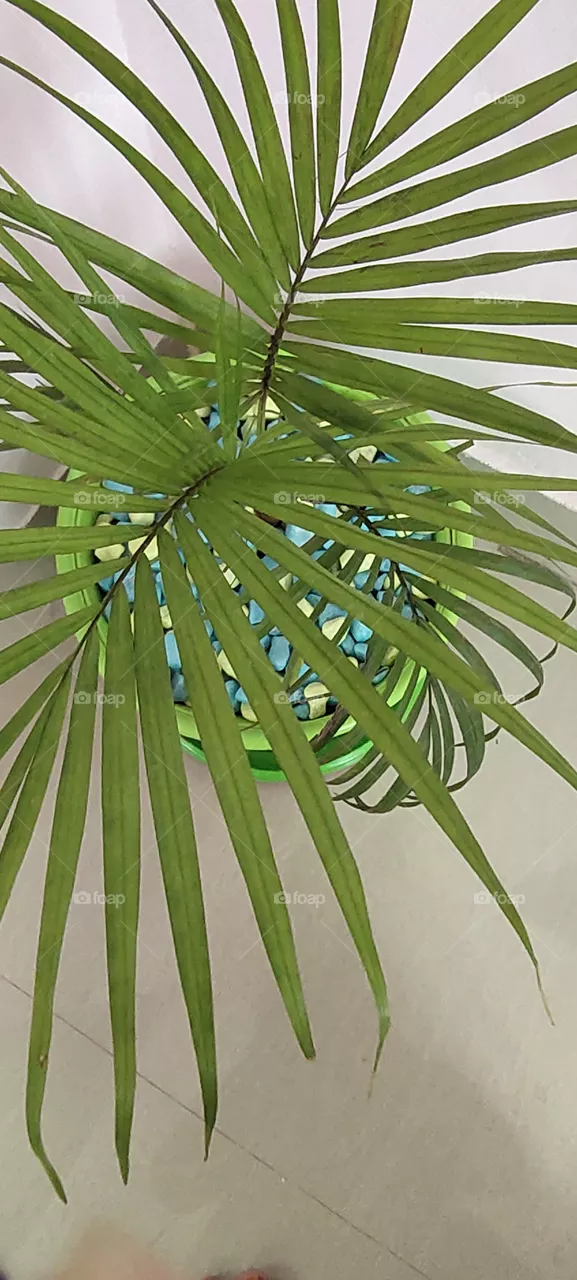 green plant