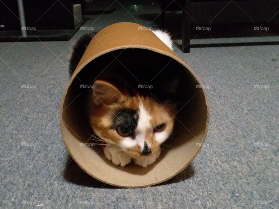 Cat in Tube