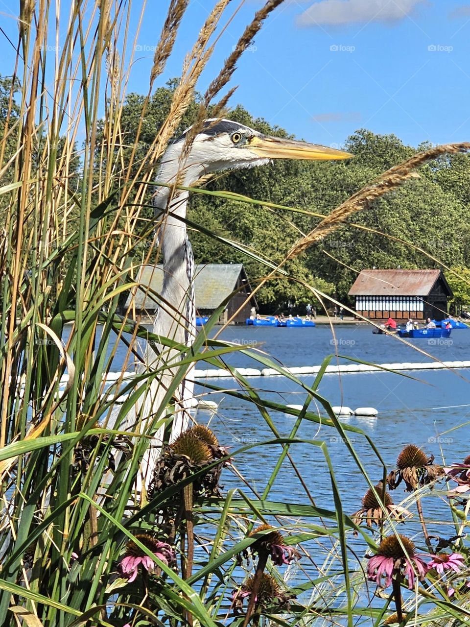 Héron sur la Serpentine