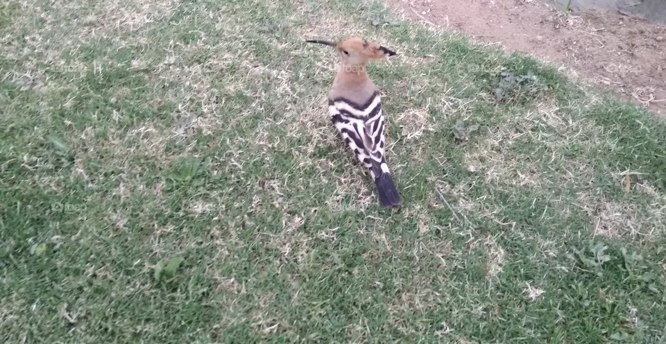 birds