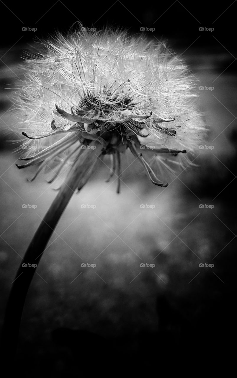 Dandelion