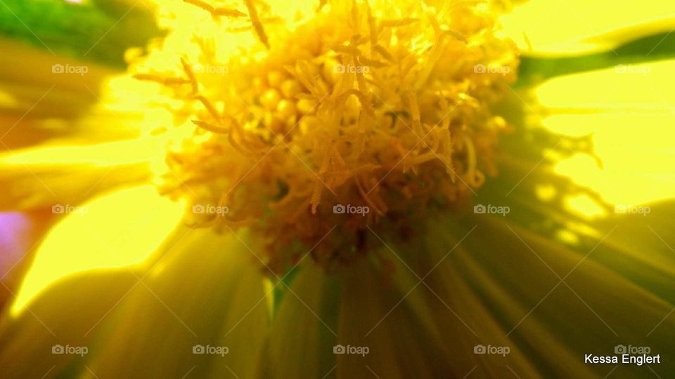 Macro Yellow Flower