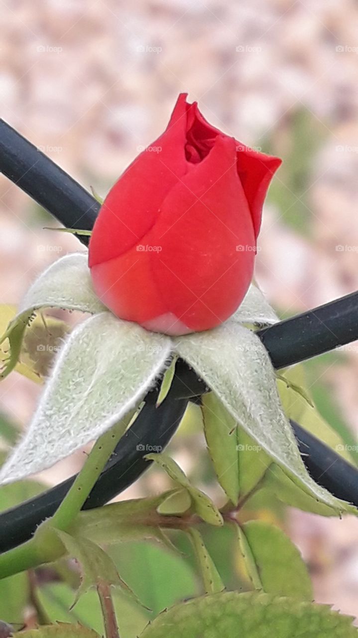 red rose at the end of Sumner