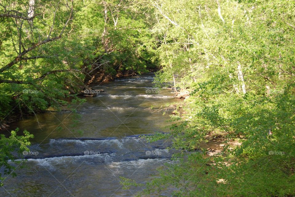 River flowing through forest
