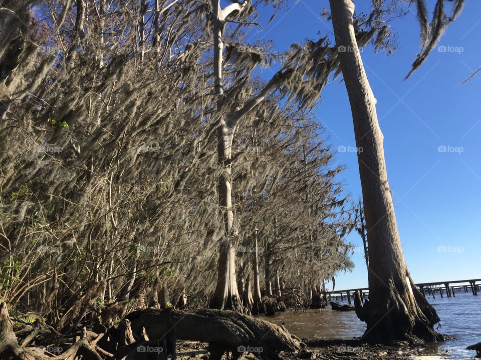 Tree, No Person, Nature, Water, Wood