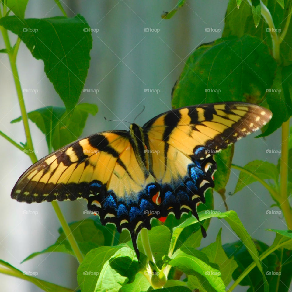 Eastern Tiger Swallowtail Butterfly: Here they get nectar from the brilliant Mexican Sunflower in my butterfly garden!