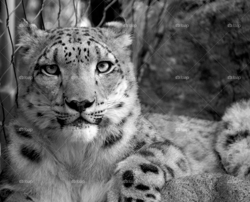 Snow leopard at the zoo