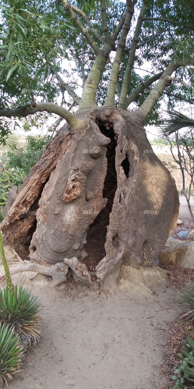 Amazing tree trunk!