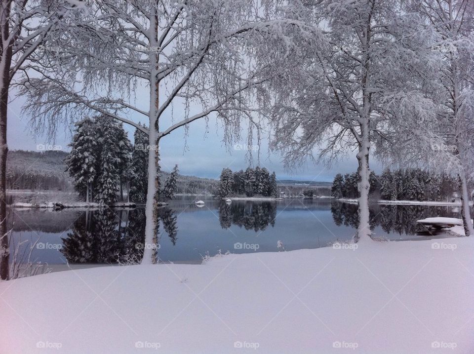 Frozen trees at lakeshore