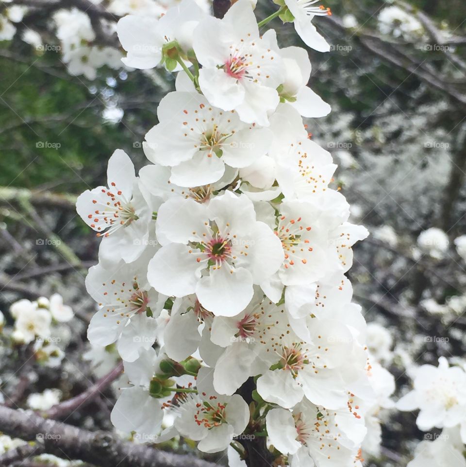 Flowering pear III