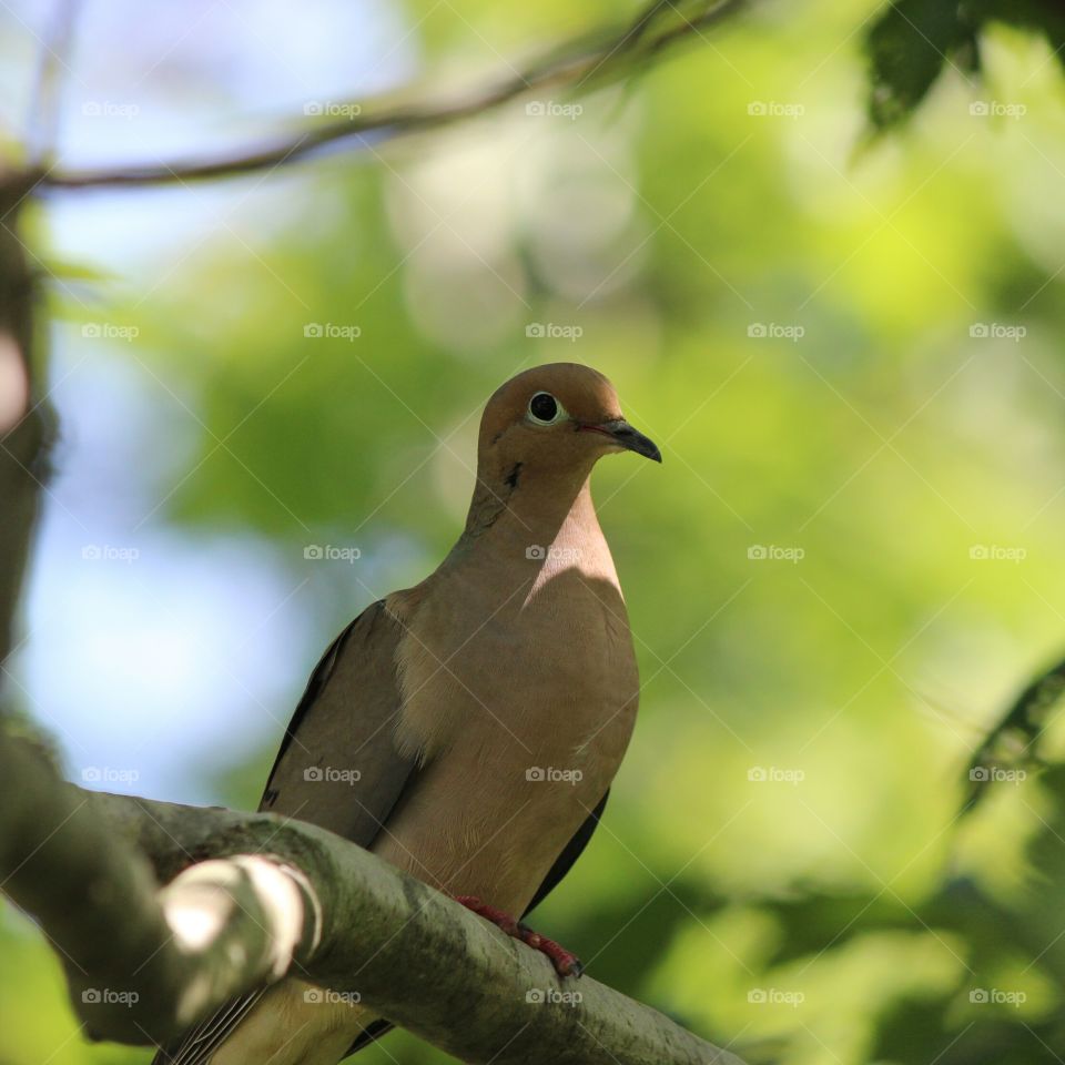 Bird watching this morning dove perched in a tree