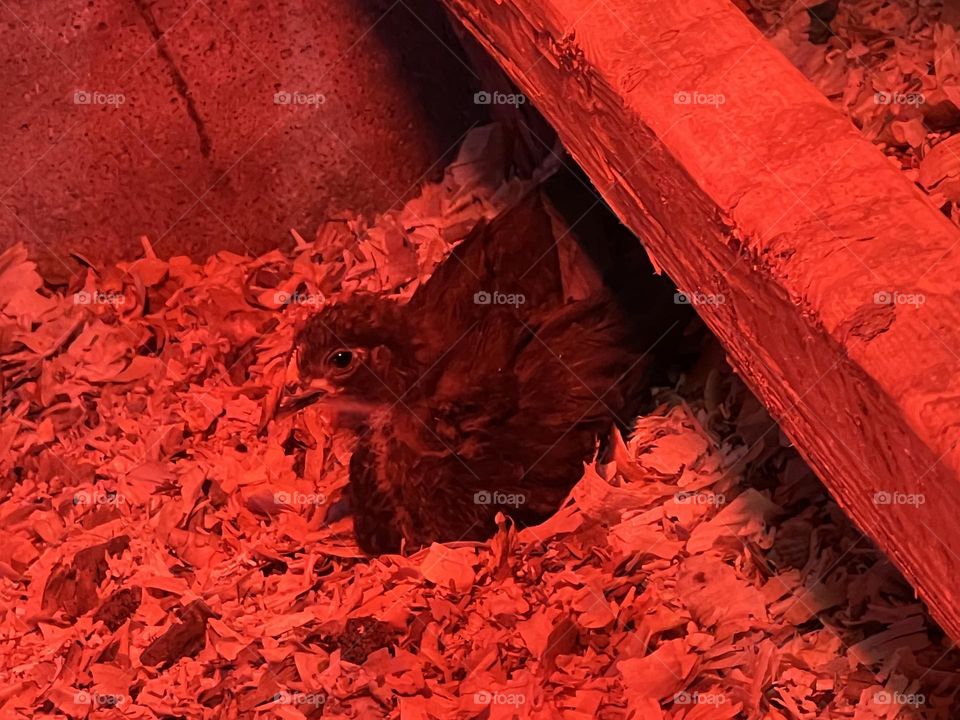 A chick enjoying rest in the new coop
