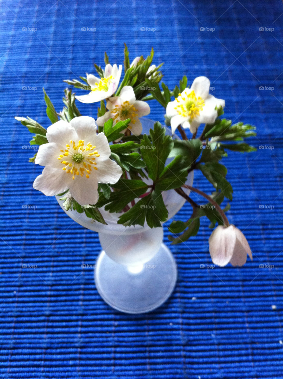 Bouquet of Wood anemones in a frosted white glass vase standing on a clear blue table cloth.