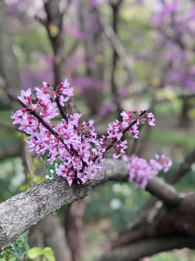 Blooms