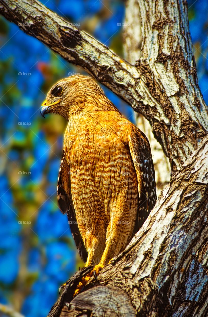 Portrait of a Red Shoulder Hawk in a tree.