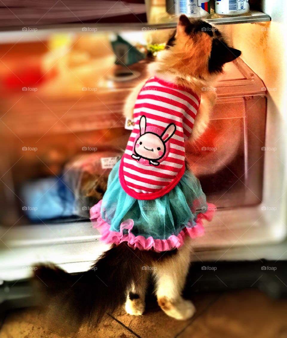 fashion kitten. cat with her dresses looking for food in the freezer