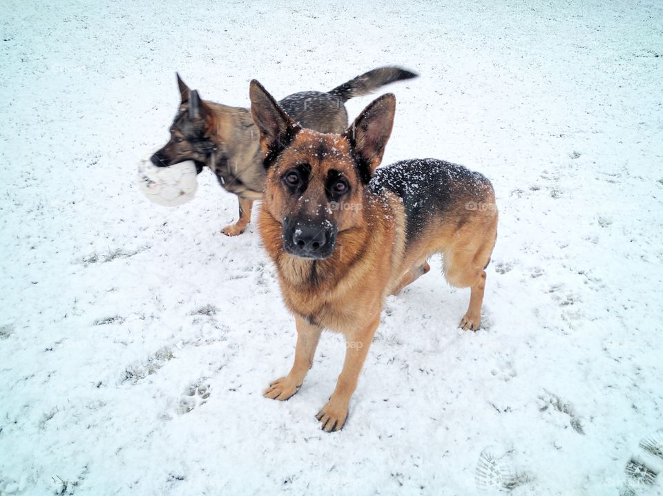 German Shepherds in the snow