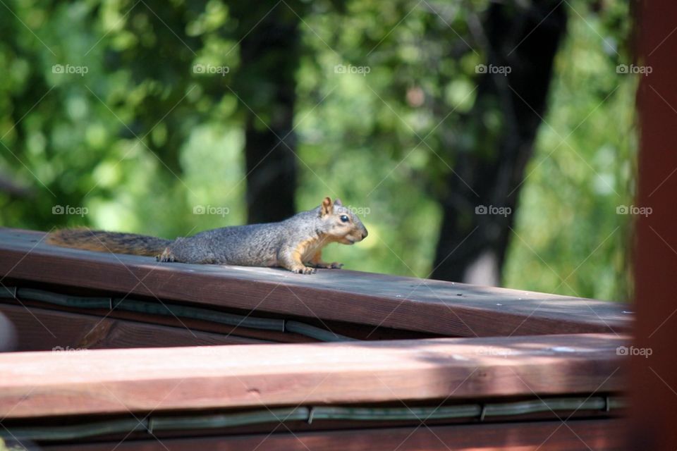 Lazy Squirrel 