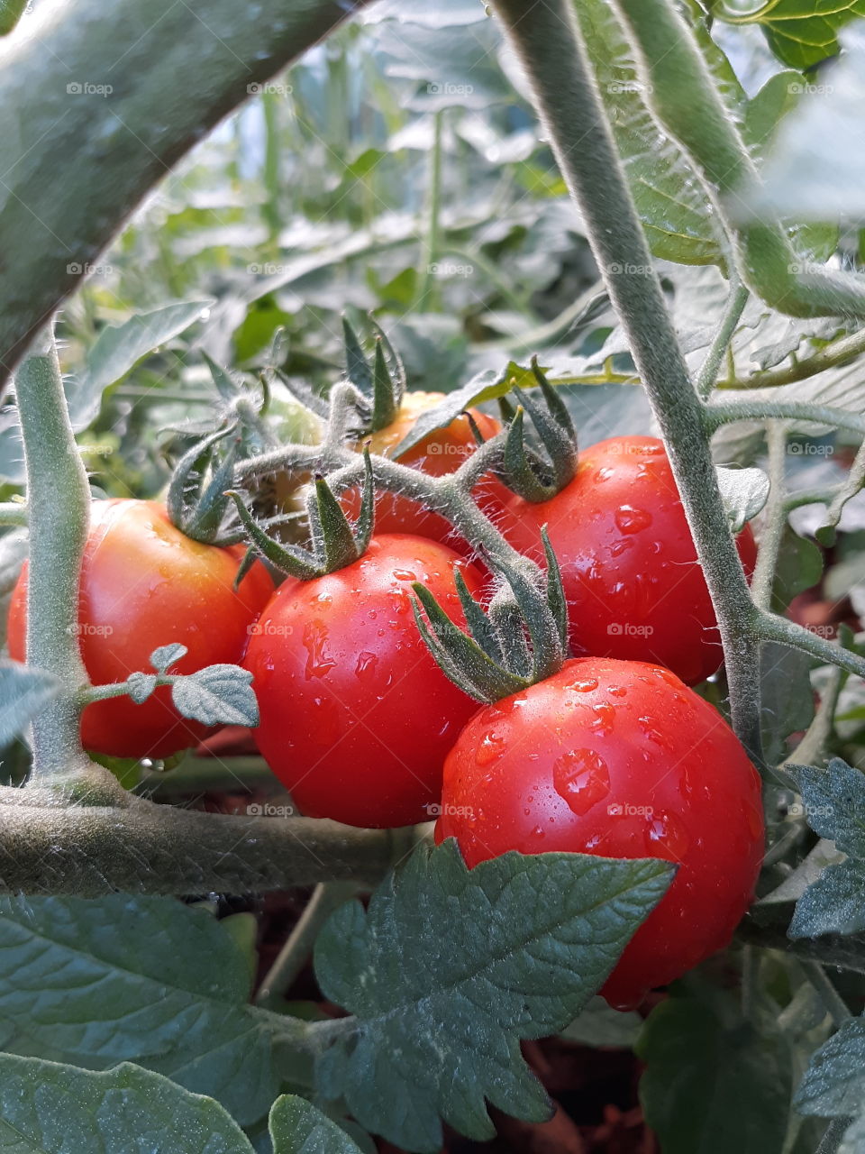 cherry tomatoes