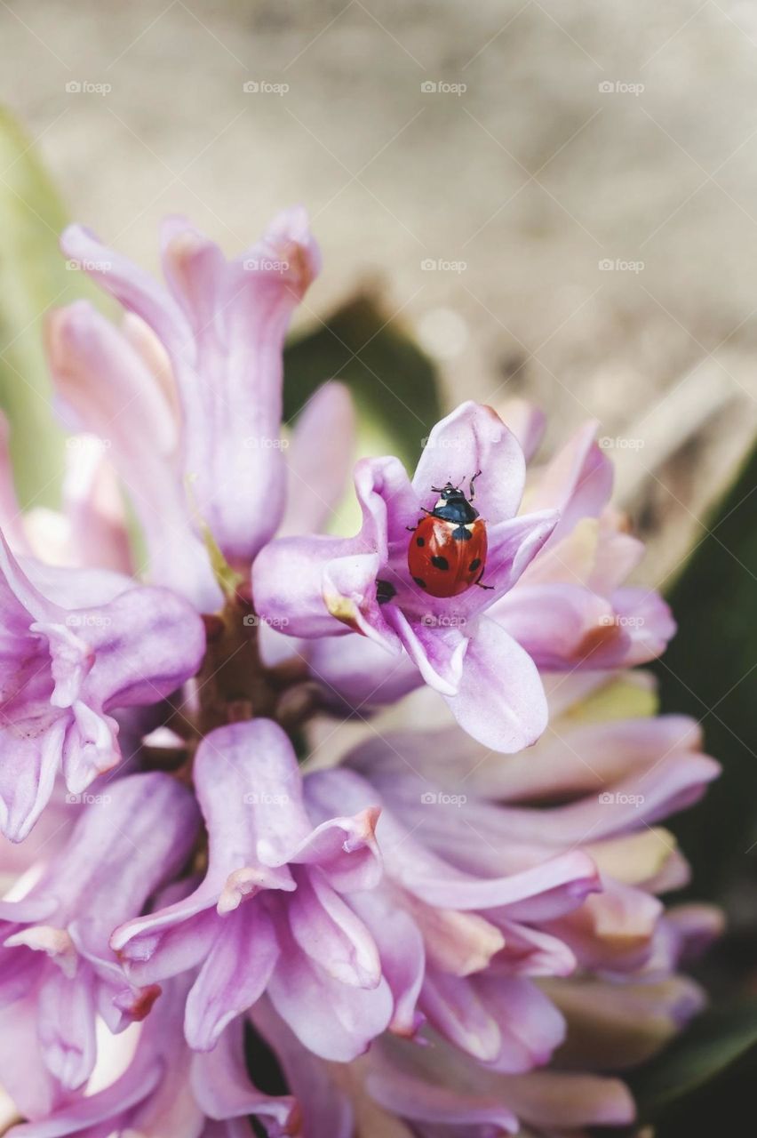 ladybug flowers spring