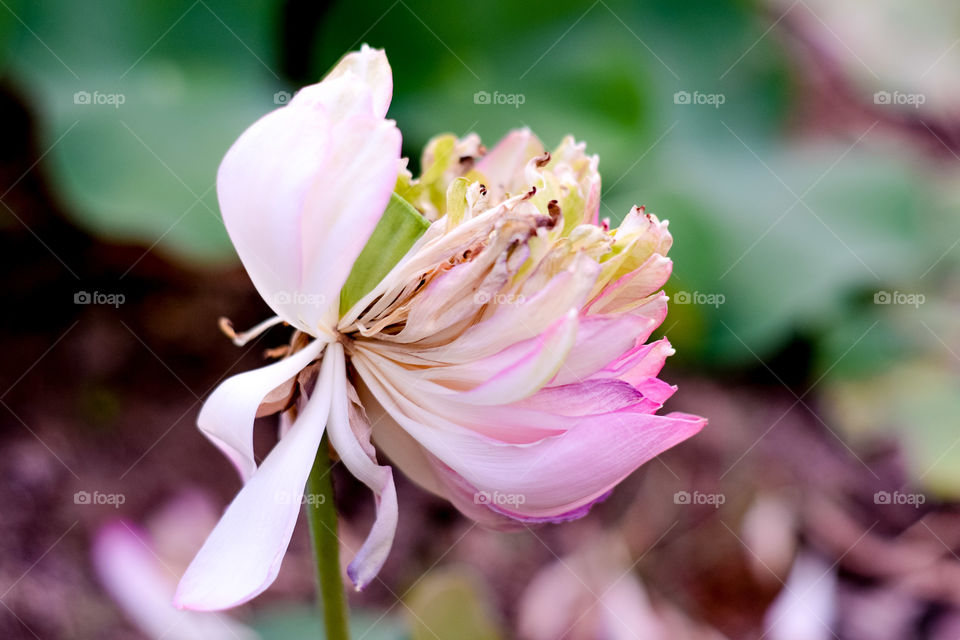 lotus water Lily