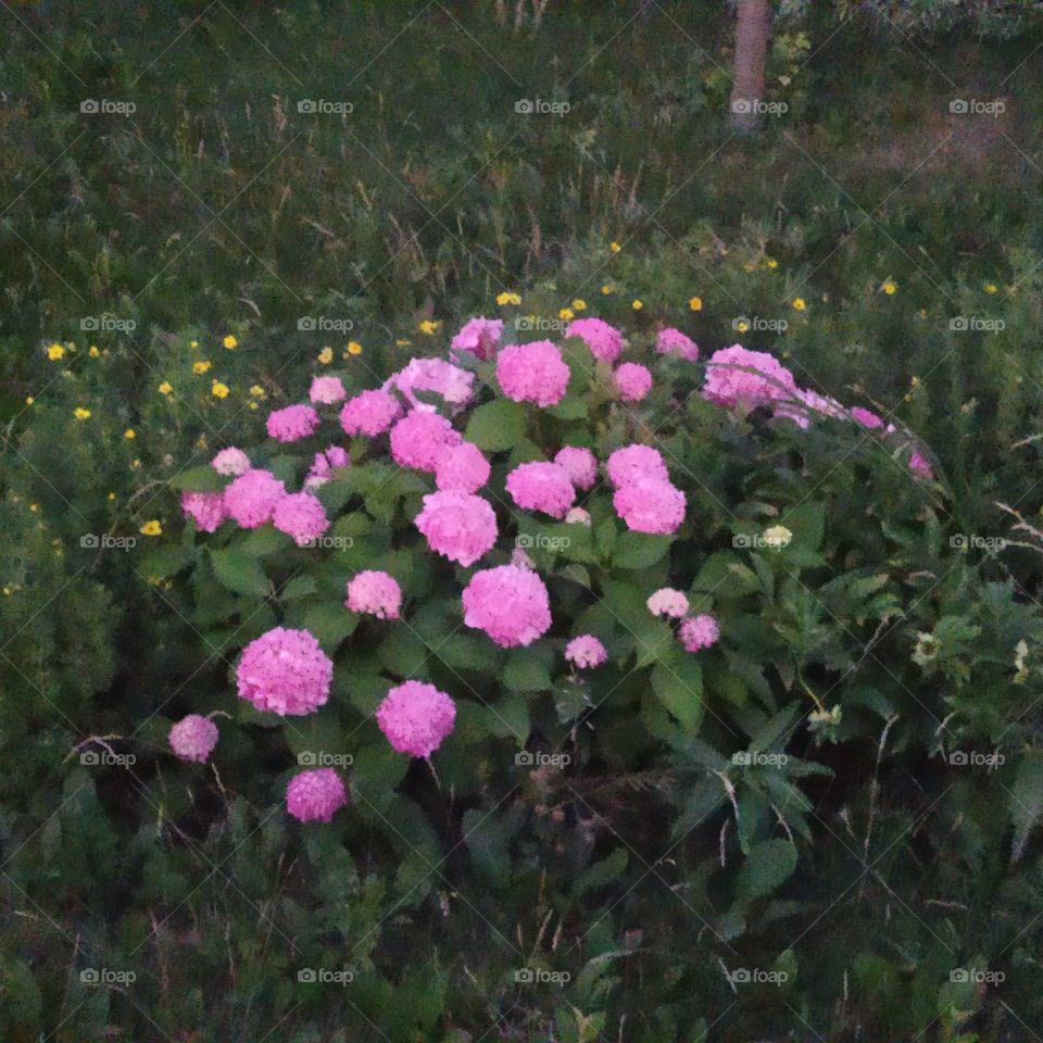 Kalanchoe is usually a disease-resistant flower, but sometimes due to improper care, it can cause adverse events, such as various diseases