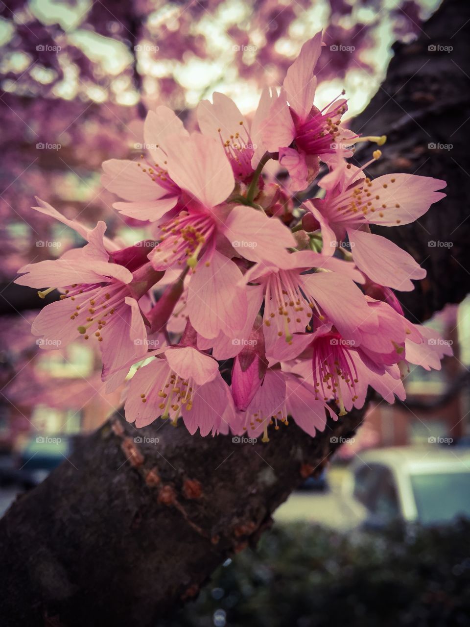 Spring blossom
